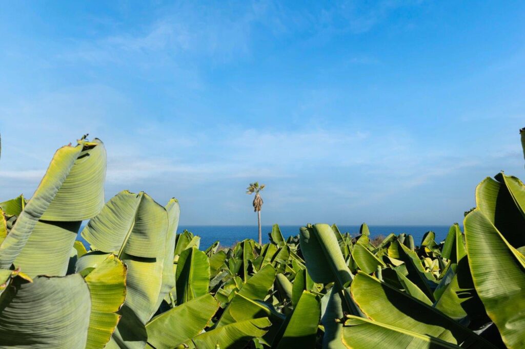 DE_PLATANERA_MAR_HORIZONTAL_1